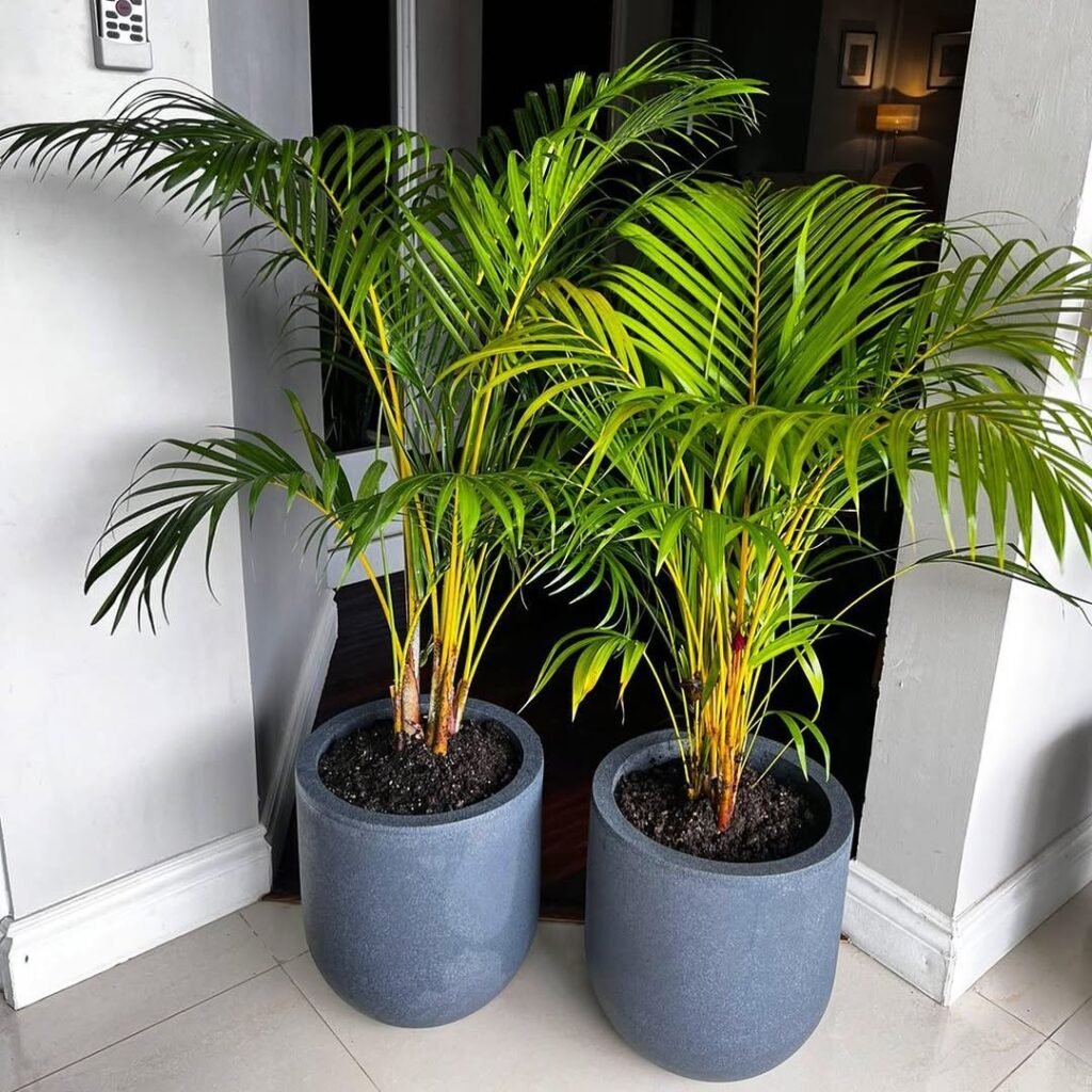 Areca Palm (Dypsis lutescens)