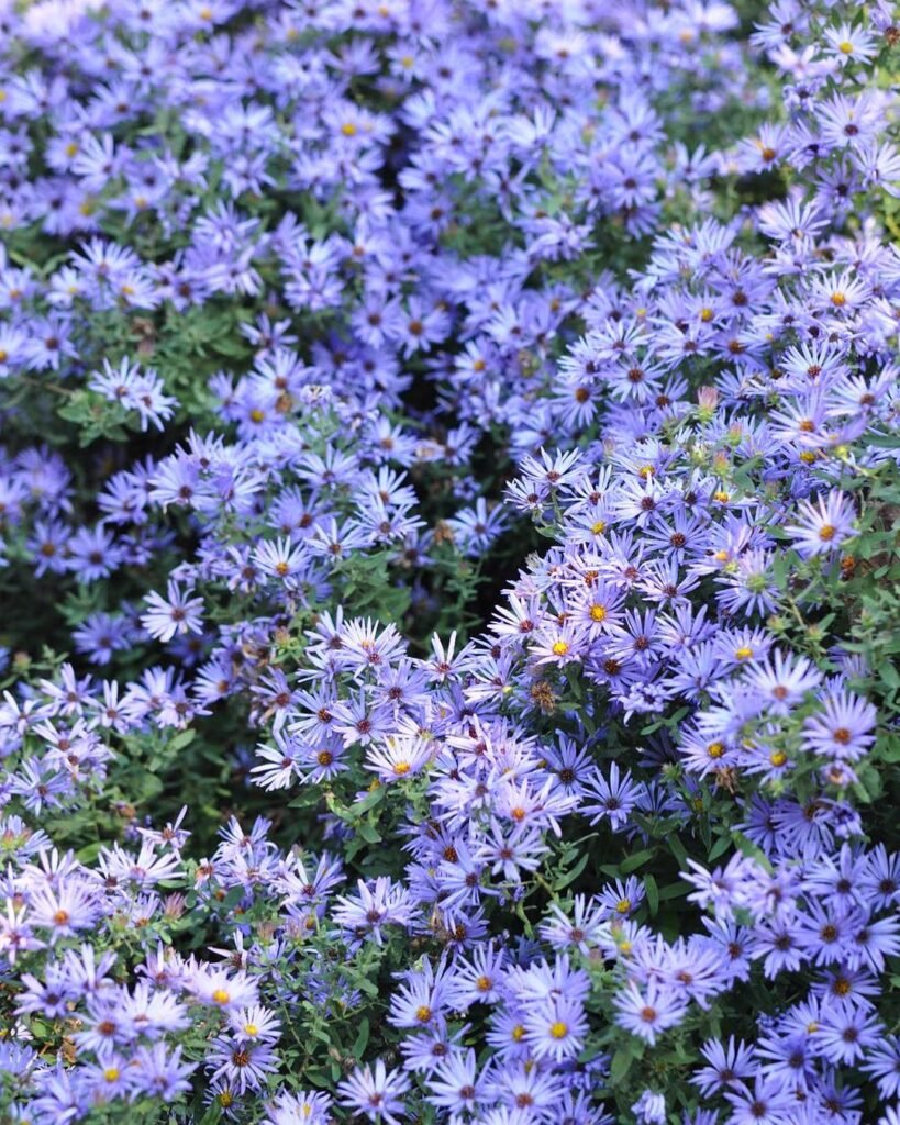 Aromatic Aster (Symphyotrichum oblongifolium)