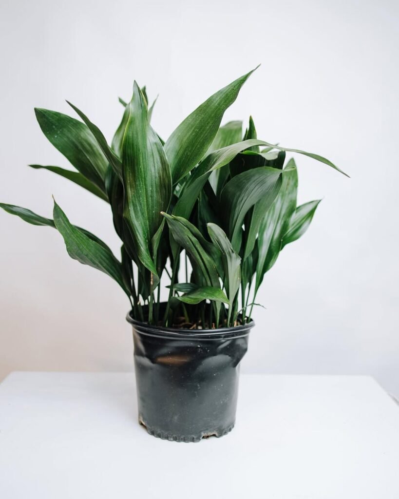 Iran plant Aspidistra elatior