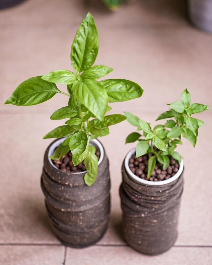 Basil (Ocimum basilicum)