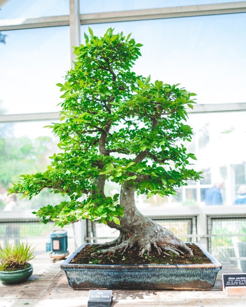 Chinese Elm Bonsai (Ulmus parvifolia)