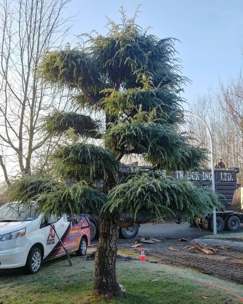 Blue Atlas Cedar pruned into a cloud tree! So neat! ☁