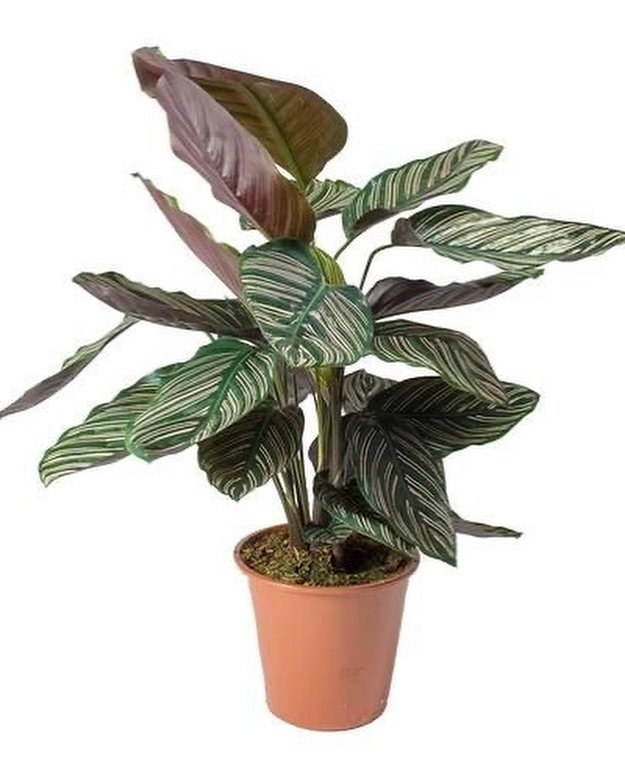 Calathea (Prayer Plant) – UK Calathea