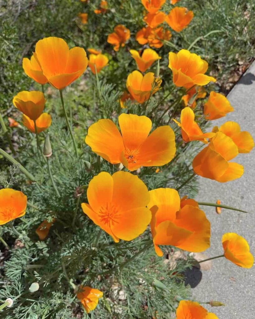 California Poppy (Eschscholzia)