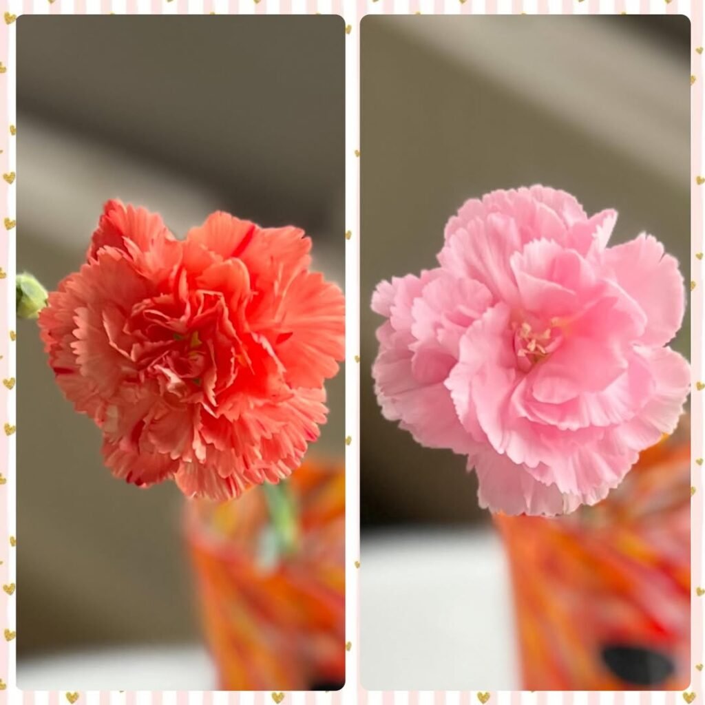 Carnation