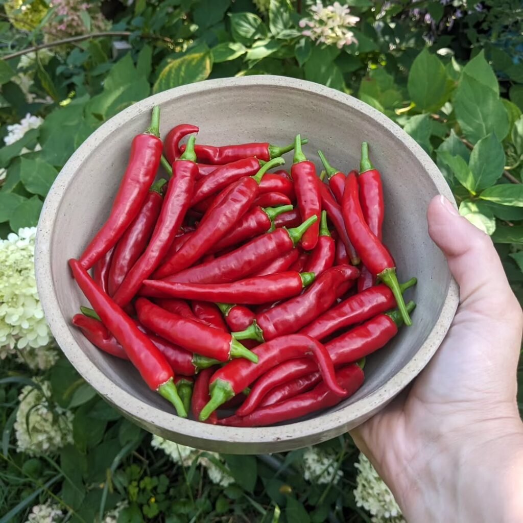 Cayenne Peppers in bowl