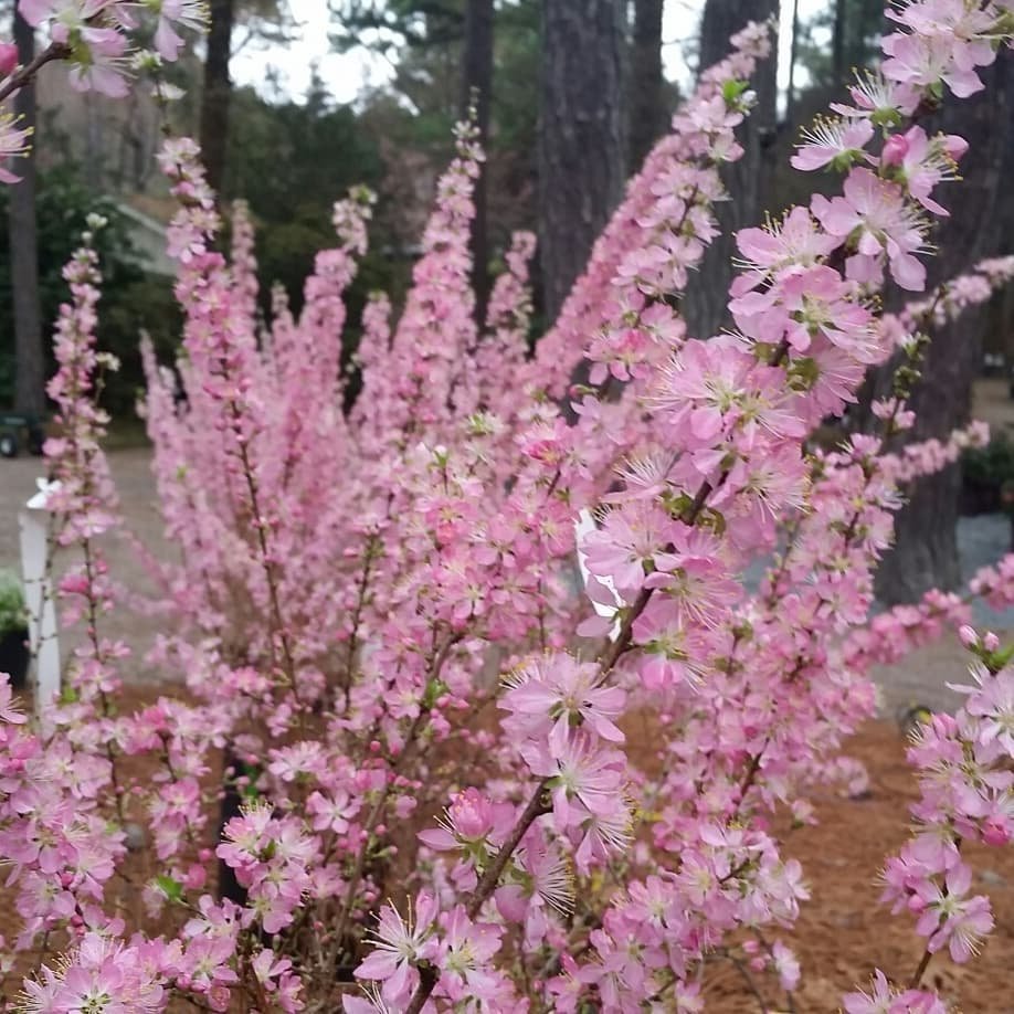 Prunus jacquemontii 
Common Name(s) Afghan CherryAfghan Dwarf CherryBush CherryFlowering Almond