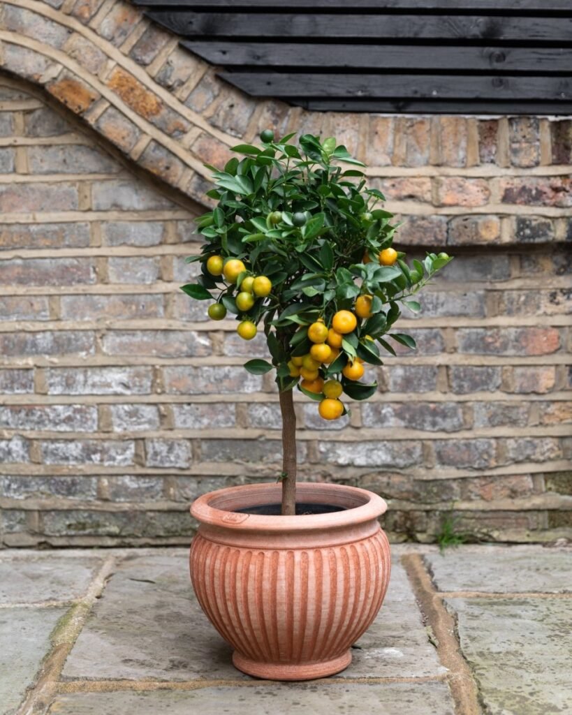 Citrus Trees (Lemon, Lime, Orange)