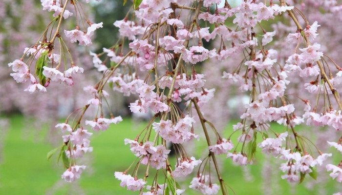 Close-Up-of-Weeping-Cherry-Tree-Flowers