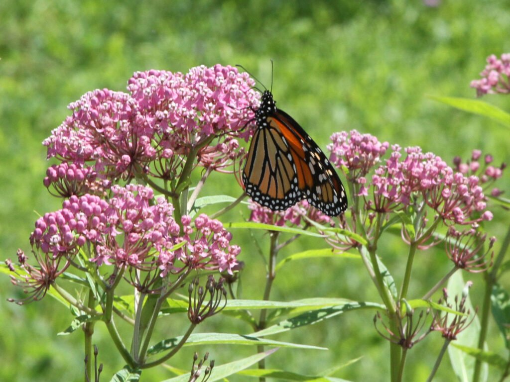 Milkweed (Asclepias spp.)