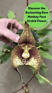 Discover the Enchanting Rare Monkey Face Orchid Flower