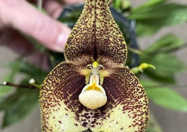 Discover the Enchanting Rare Monkey Face Orchid Flower