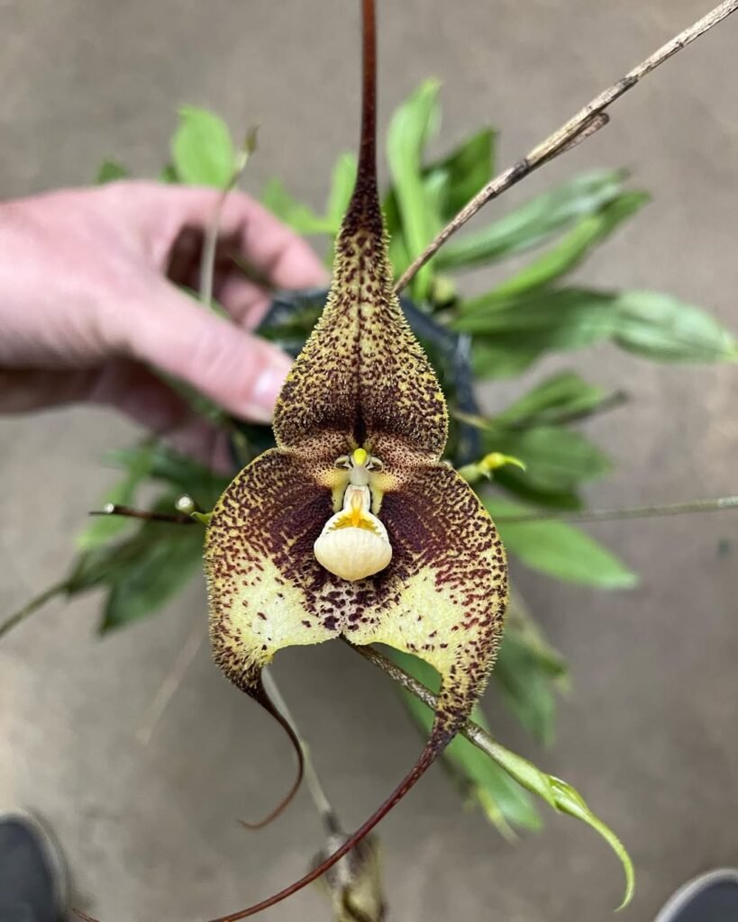 Dracula marsupialis -#dracula #monkeyfaceorchid