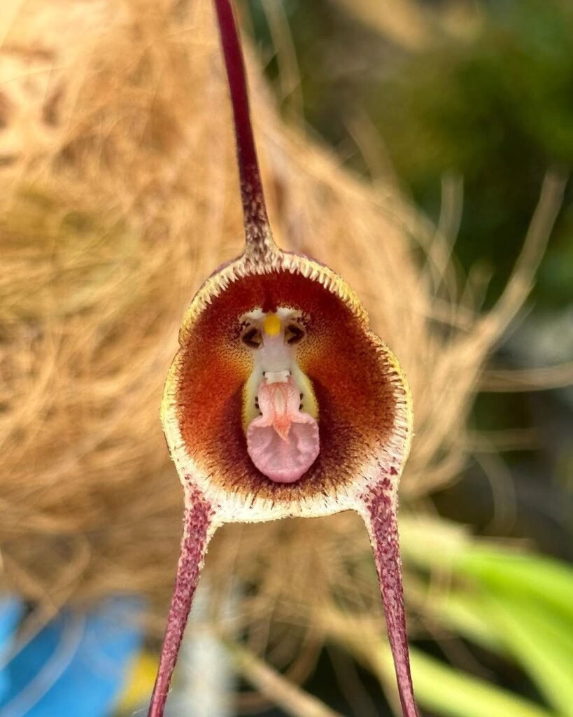 Dracula marsupialis -#dracula #monkeyfaceorchid