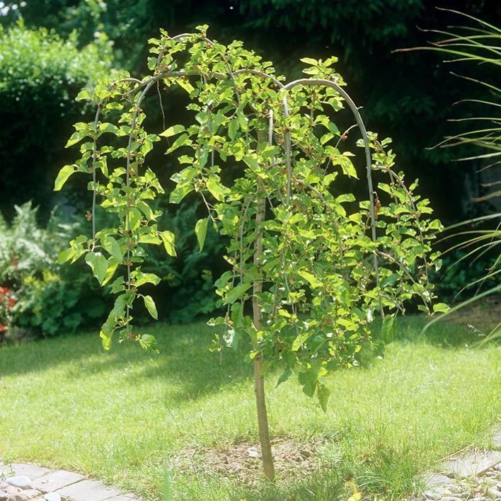 Dwarf Weeping Mulberry