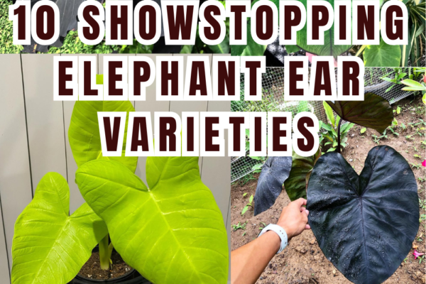 Elephant Ear Obsession 10 Stunning Varieties for Dramatic Gardens 🐘