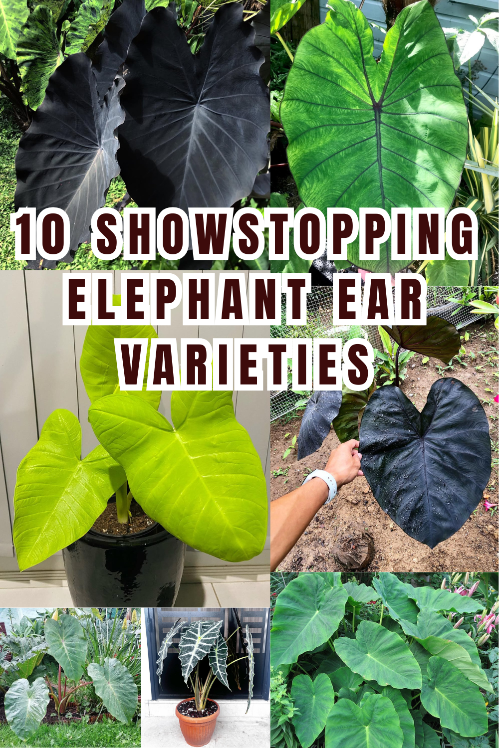 Elephant Ear Obsession 10 Stunning Varieties for Dramatic Gardens 🐘