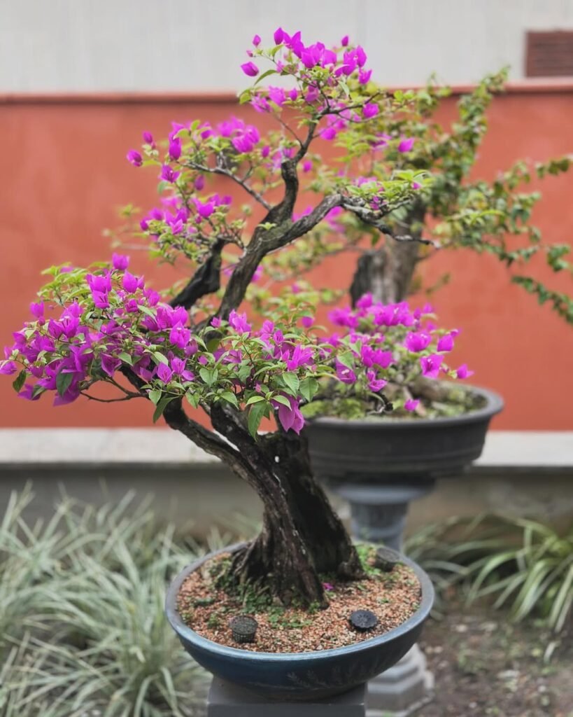 Ficus Bonsai