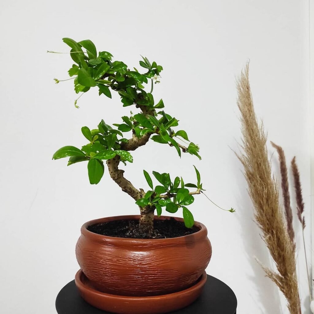 Fukien Tea Bonsai (Carmona retusa)