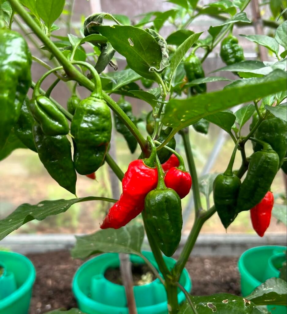 Ghost Peppers (Bhut Jolokia)