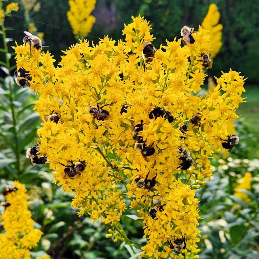 Goldenrod (Solidago spp.)