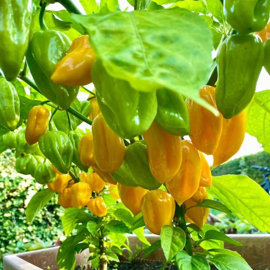 Habaneros