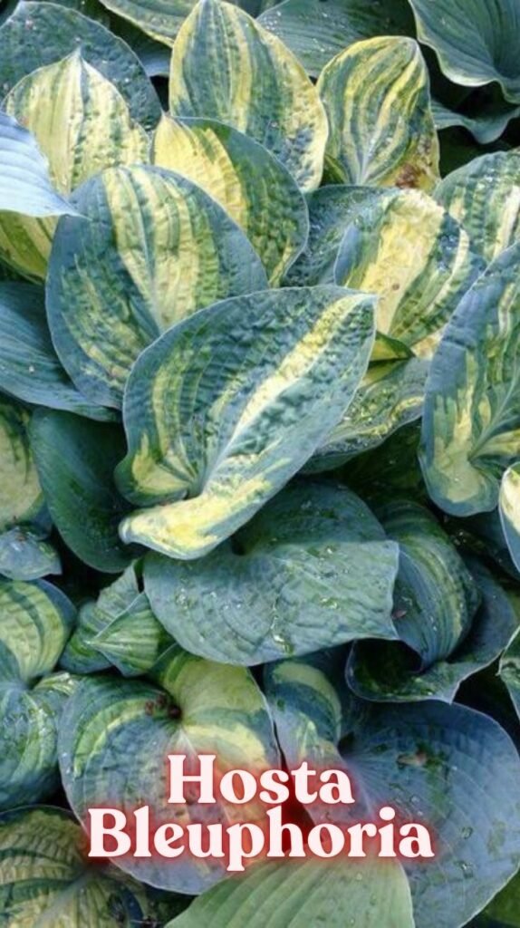 Hosta Bleuphoria Your Ultimate Guide to Growing This Stunning Shade Plant