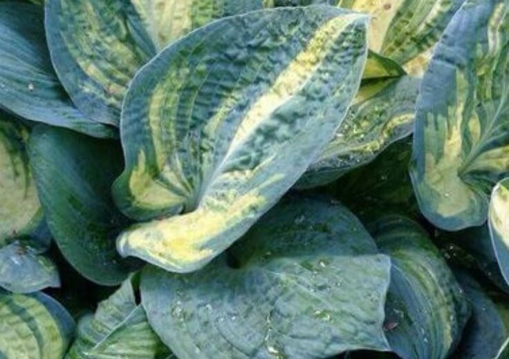 Hosta Bleuphoria: Your Ultimate Guide to Growing This Stunning Shade Plant