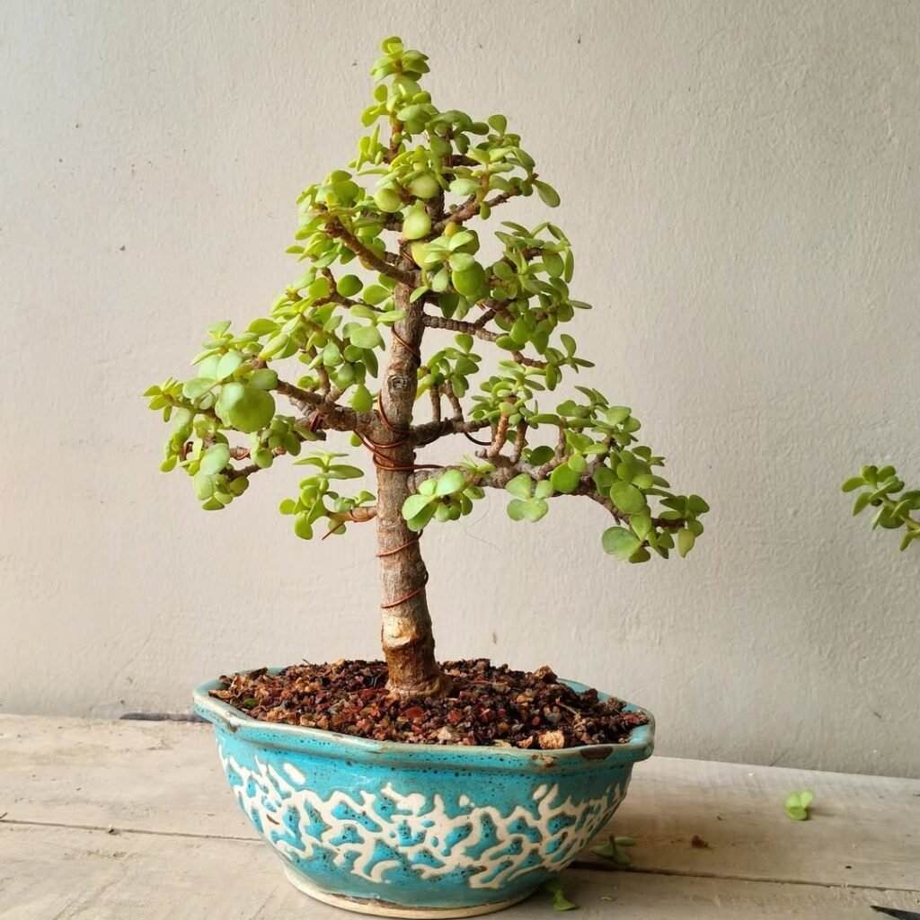 #jade #dwarfjade #dwarfjadebonsai #jadebonsai #bonsai #homejungle #urbanjungle #bonsailovers #bonsailove #planters #homejungle #homeplants #jadebonsai #instaplants #tinyspek #plantphotos #garden #plants #houseplants #picoftheday #portulacariaafra #spekboom #spekboomchallenge #spekboombonsai #spekbooomproject #portulacaria #greenheartbonsai #penjing #bonsaiindia #bonsaiworld #bonsai #treeinatray #dwarfjadelove