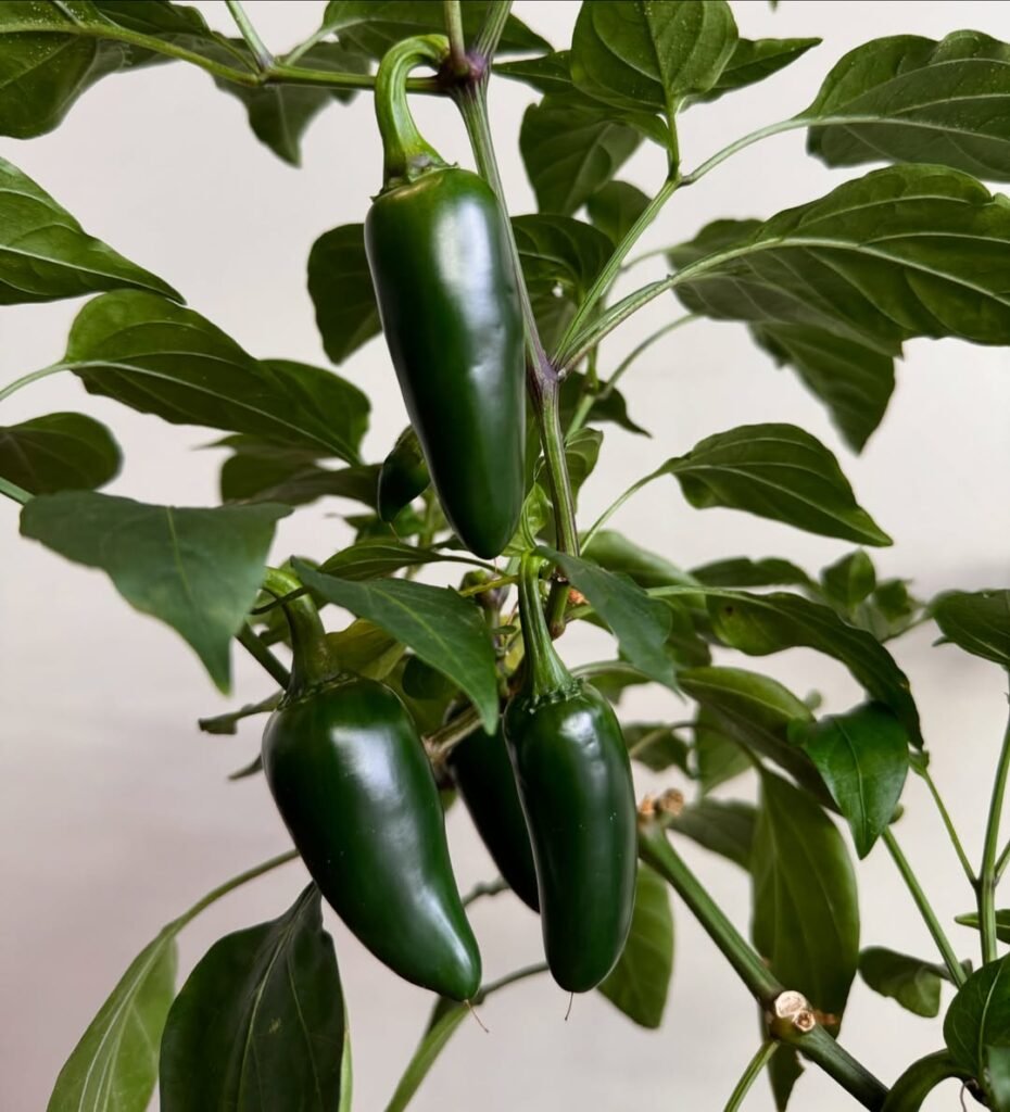 Jalapeños