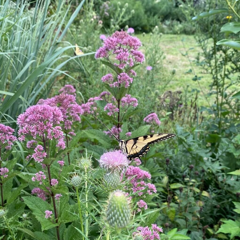 Joe-Pye Weed (Eutrochium spp.)