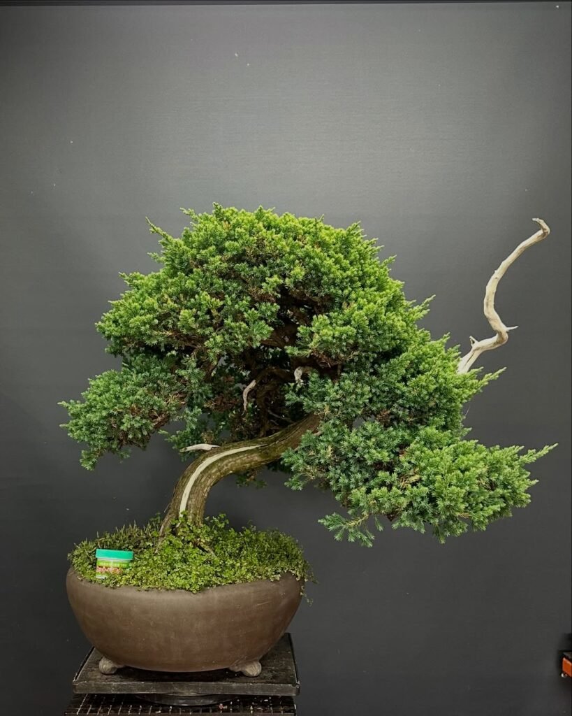 Juniper Bonsai