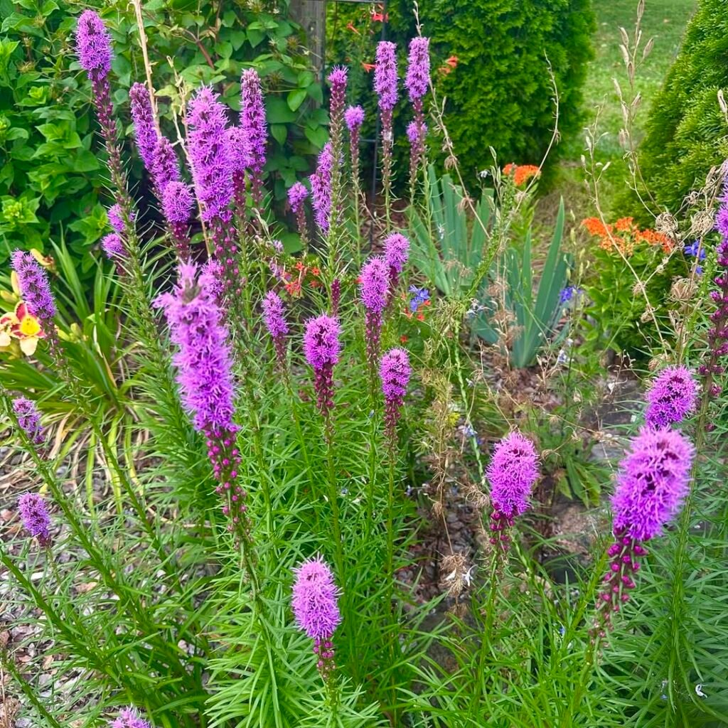 Liatris also known as Gay Feathers are a real eye catcher. 💜💜💜💜💜
.
.
.
.
#liatris #blazingstar #purpleblooms #mygarden