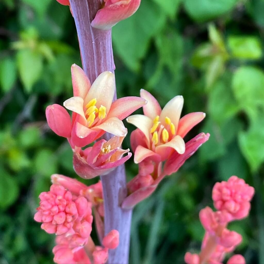 Red Yucca (Hesperaloe)