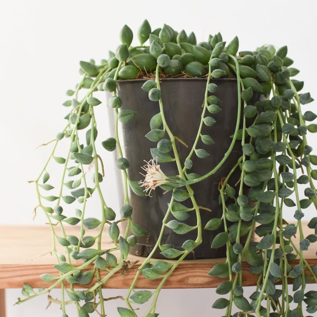 String of Beads (Senecio rowleyanus)