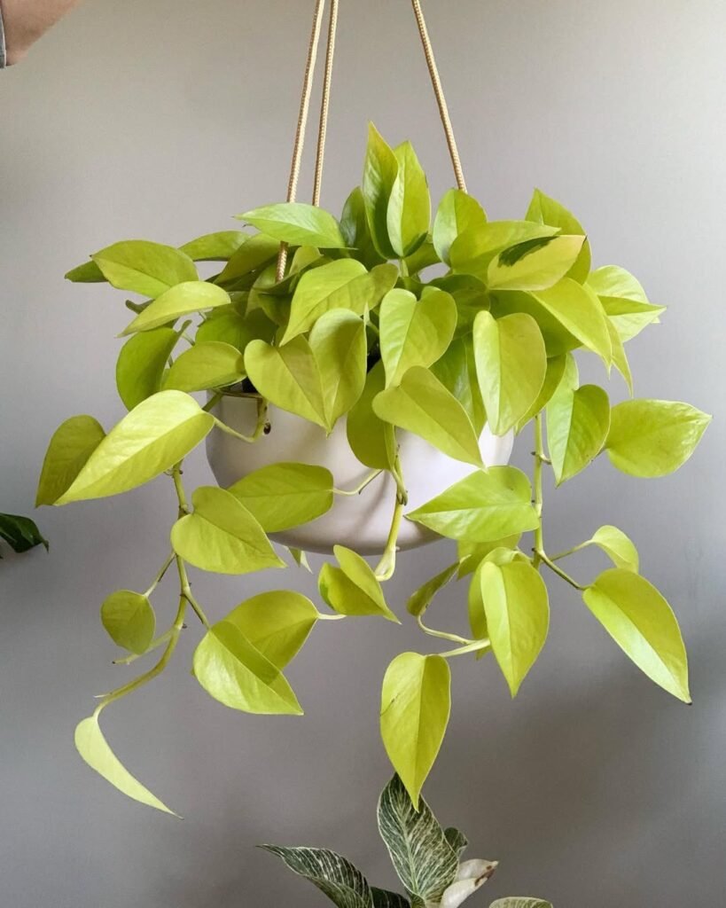 One of my favorite pothos...the neon pothos. Always brightens up any space. This one is a relatively slow grower...I’ve had it for about a year...started in a full 4 inch pot. Now it’s finally trailing!

