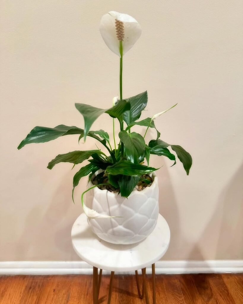 Peace Lily (Spathiphyllum)