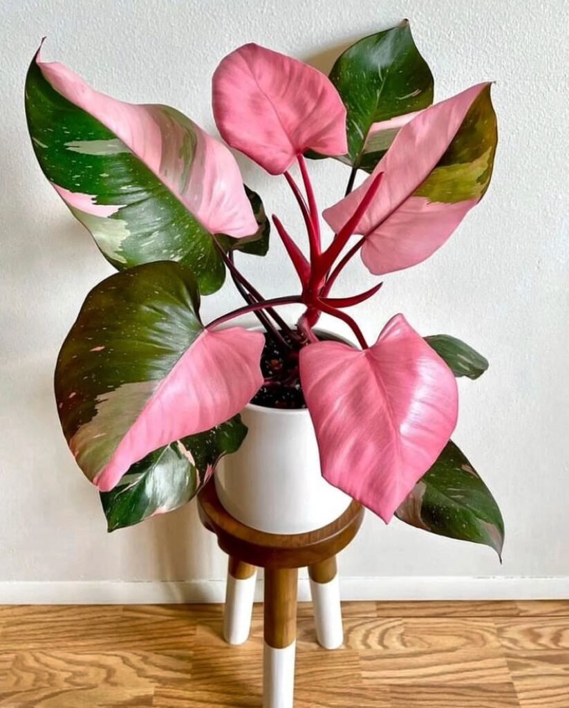 Philodendron Pink Princess