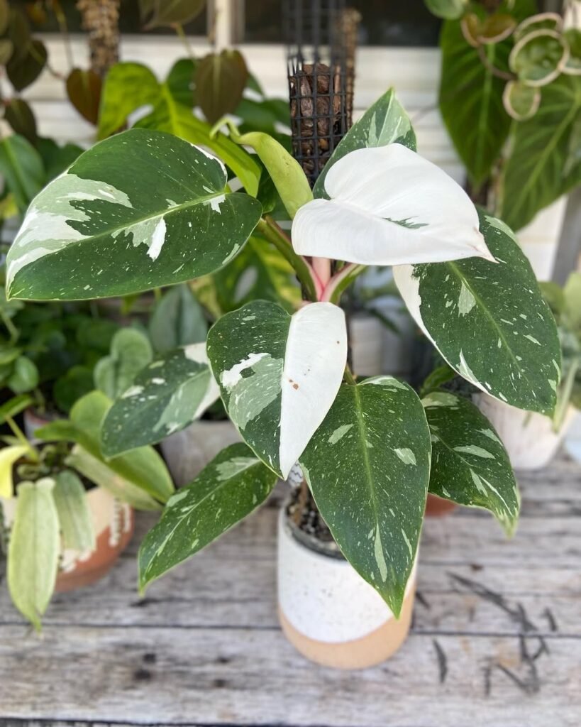 Philodendron White Princess