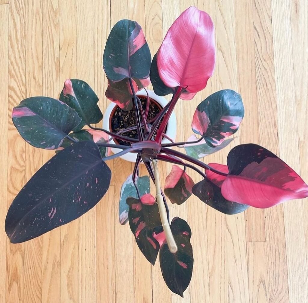 Pink princess philodendron 