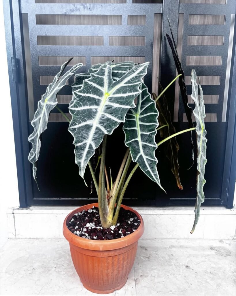 Polly (Alocasia amazonica)