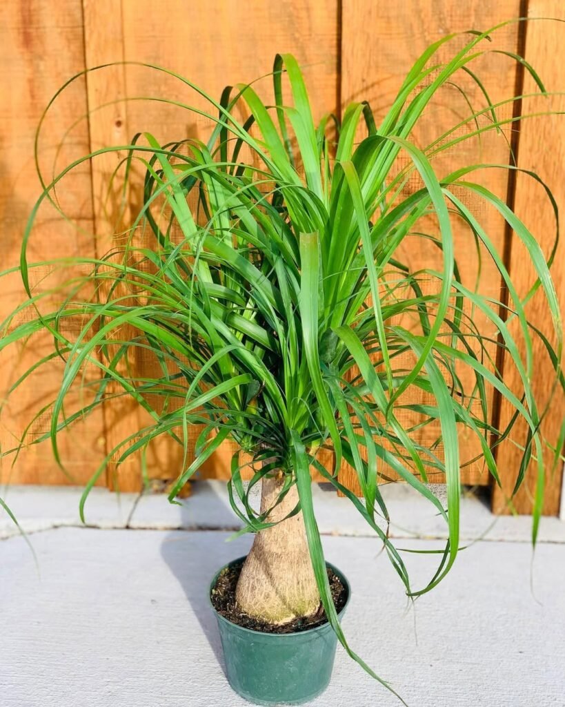 Ponytail Palm