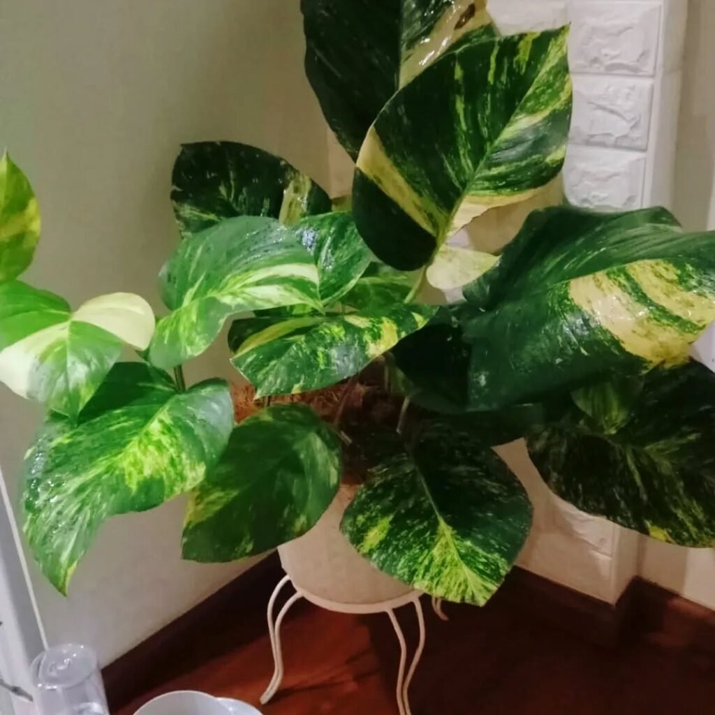 Pothos (Epipremnum aureum)