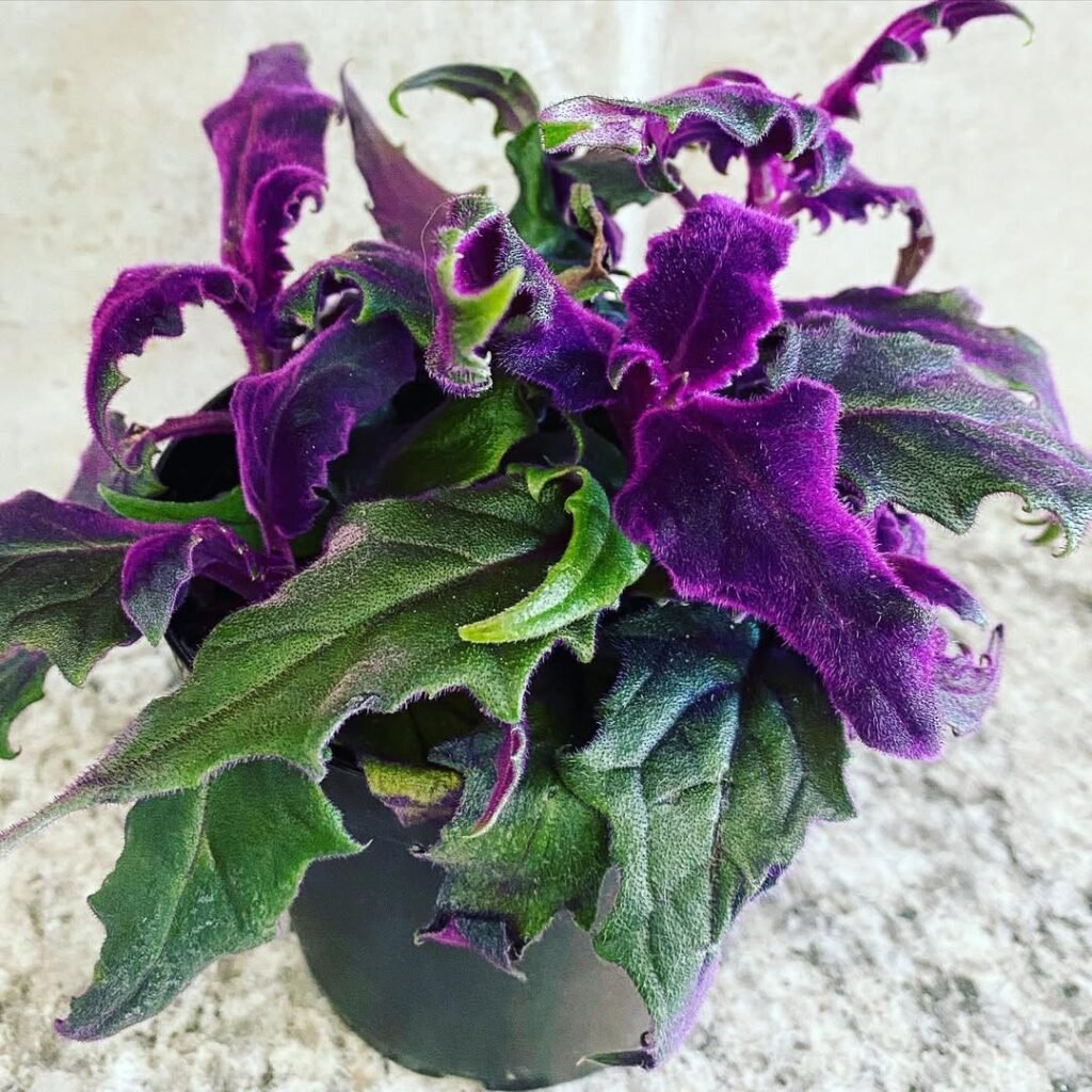 Purple Passion Plant (Gynura aurantiaca)