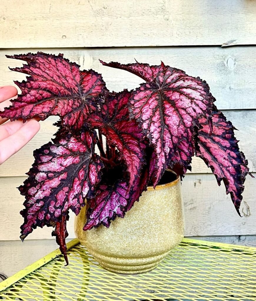 Rex Begonia (Begonia rex-cultorum)