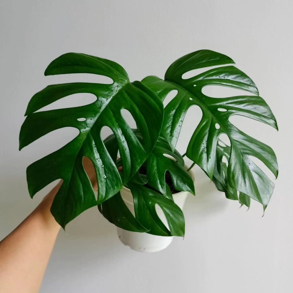 Rhaphidophora Tetrasperma (Mini Monstera) rare aroids