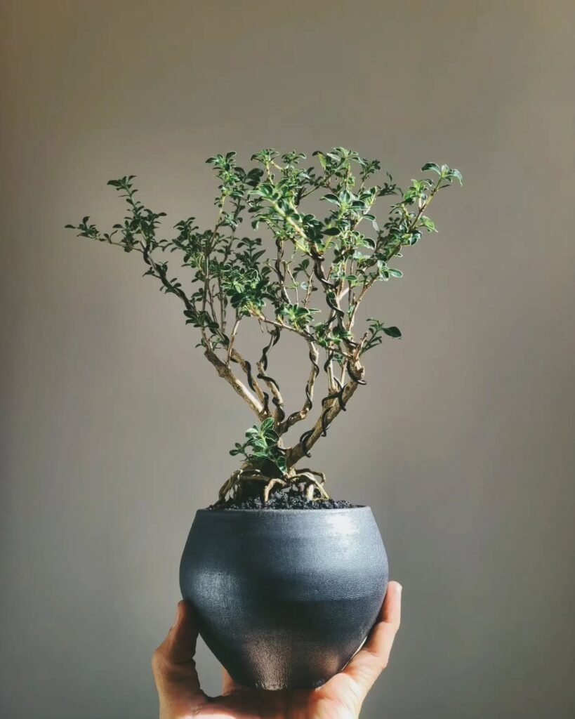 Serissa Bonsai (Serissa foetida)