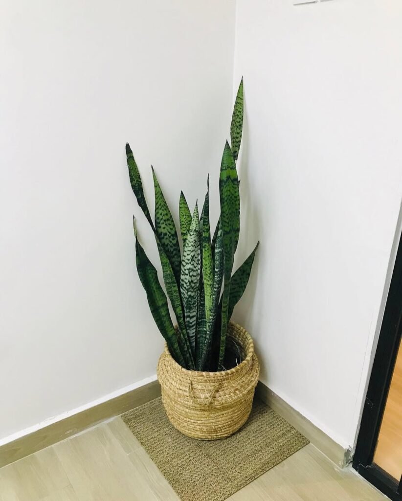 Snake Plant (Sansevieria)