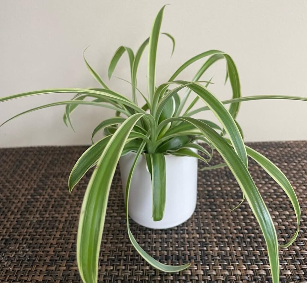 Spider Plant