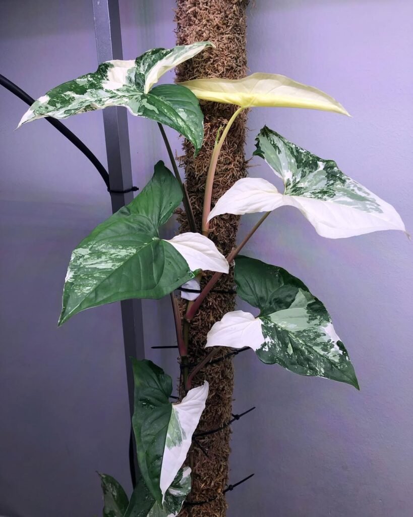 Syngonium Albo Variegata - rare aroids